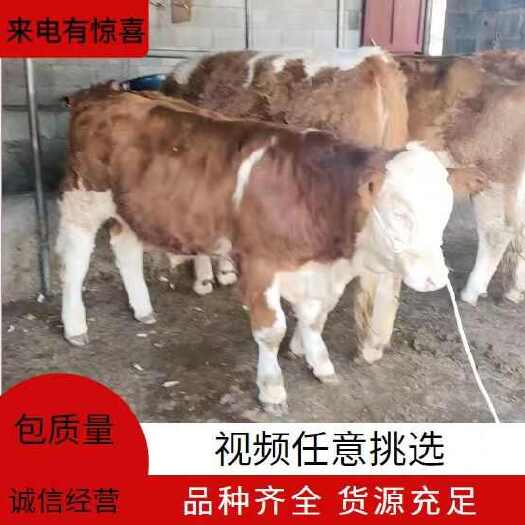 贵州毕节自有养殖场 西门塔尔牛公牛母牛活牛整头