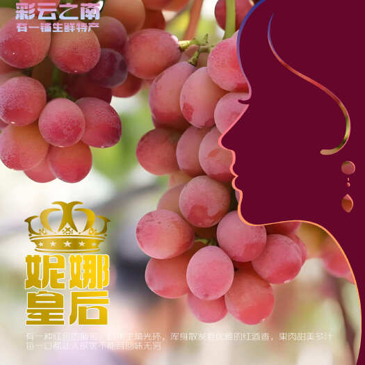 建水县顺丰包邮~云南妮娜皇后无籽红提红酒味葡萄