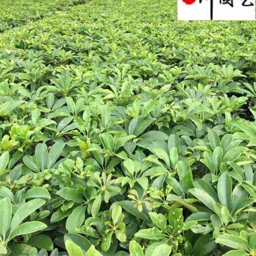 澳洲鸭脚木基地直销 鸭脚木工程苗批发价格 量大优惠