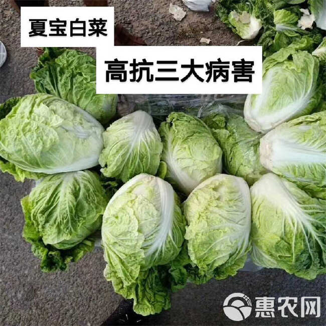 国申夏宝白菜种子抗热新改良烈日金刚大白菜种子耐高温夏秋