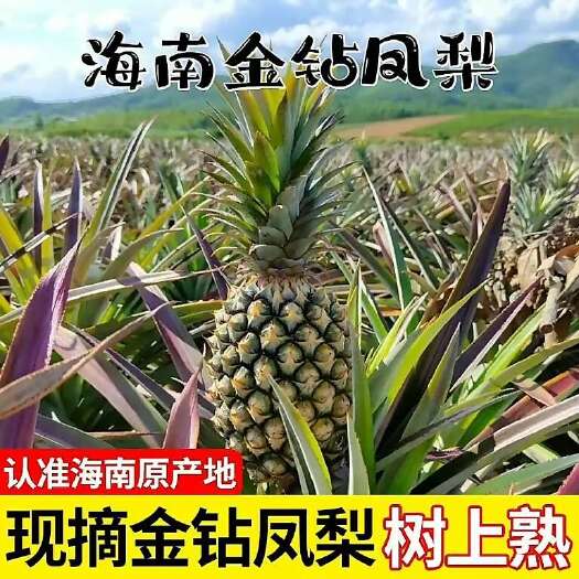 海南金钻凤梨产地直供寻求全国各地批发商电商