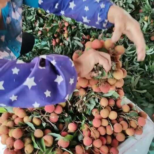 高州市高州白糖罂 妃子笑开摘