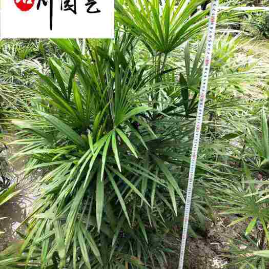成都四川棕竹批发 成都棕竹棕竹基地直销 细叶棕竹/宽叶棕竹价格