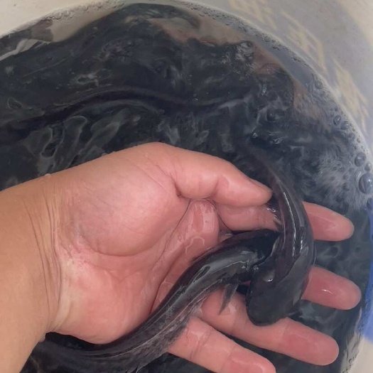 南宁大口鲶鱼苗