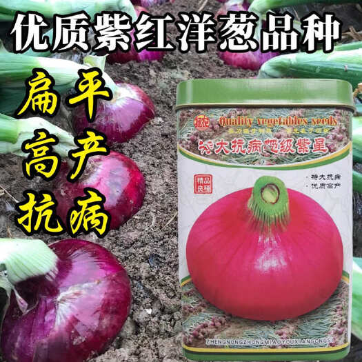 紫星洋葱种子 紫红洋葱种子 中早熟 抗病 基地种植