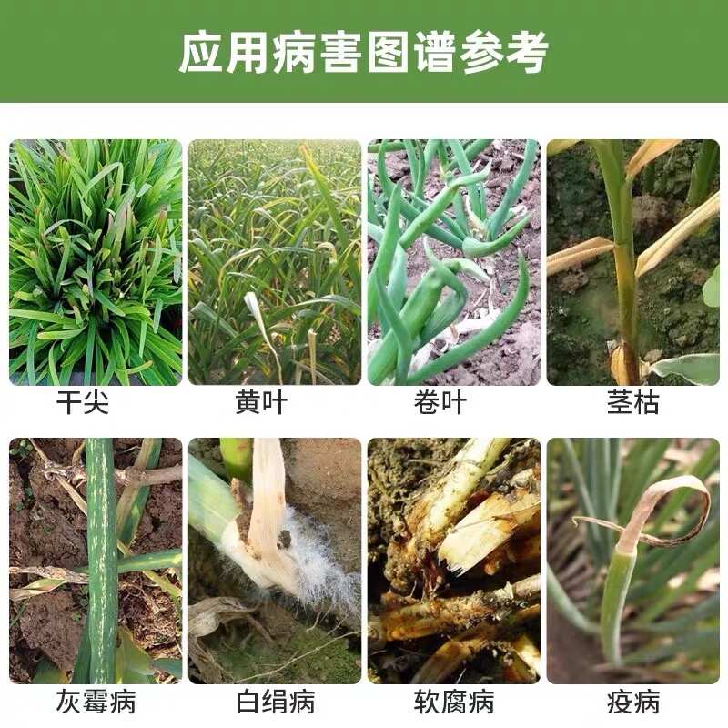 韭葱姜蒜干尖灵粗壮绿嫩黑亮防干尖全营养不伤叶片无激素无公害