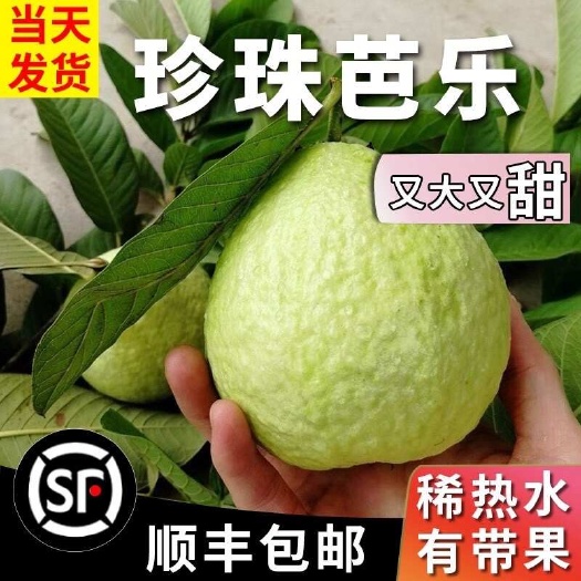 化州市珍珠番石榴白心芭乐，现摘现发，新鲜脆甜，量大优惠