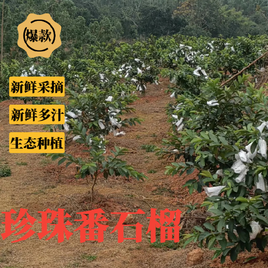 珍珠番石榴，新鲜上市，产地直发，欢迎咨询