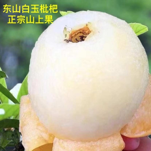 苏州枇杷