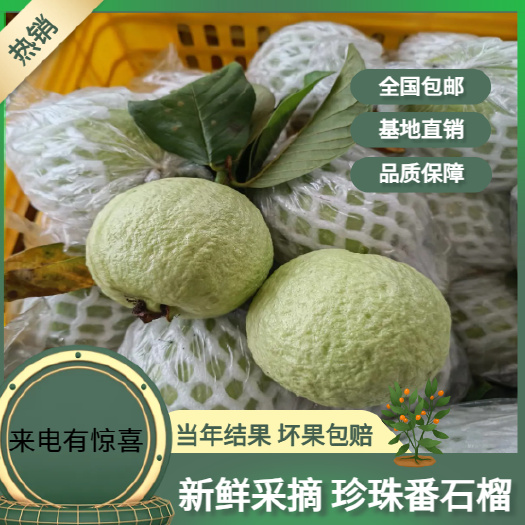化州市珍珠番石榴，白心芭乐，产地直发，量大优惠！
