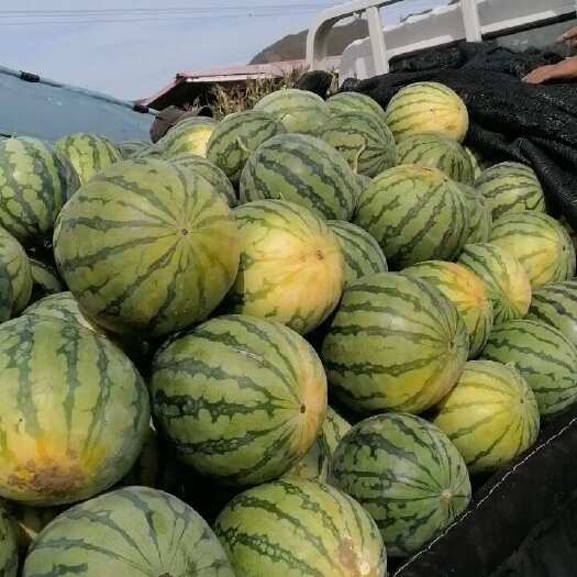 滦平县麒麟瓜