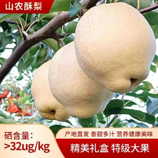 莱阳市山农酥梨