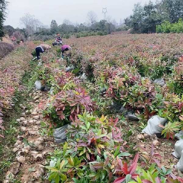 木荷无纺布容器苗，江西造林苗，木荷防火林