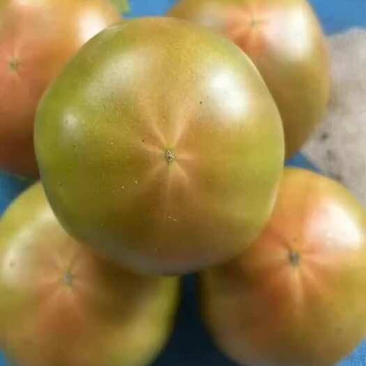 大连安特莱斯大型口感型番茄，辽宁有想法的老板来，可代收