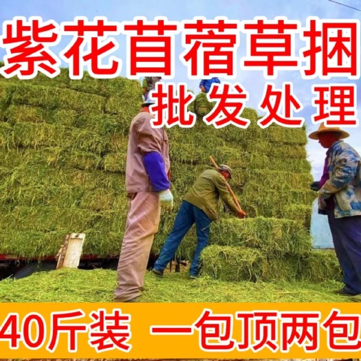 酒泉优质紫花苜蓿干草饲料原料养殖场牛羊马驴精选牧草包邮开票