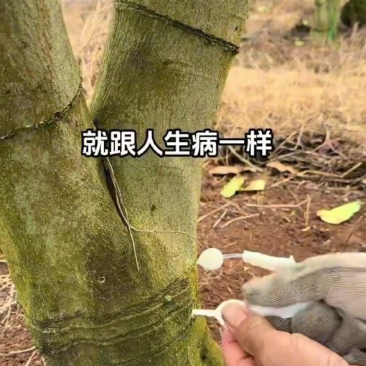  菌菇营养液