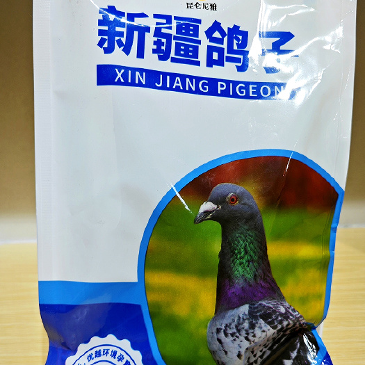乌鲁木齐新疆鸽子