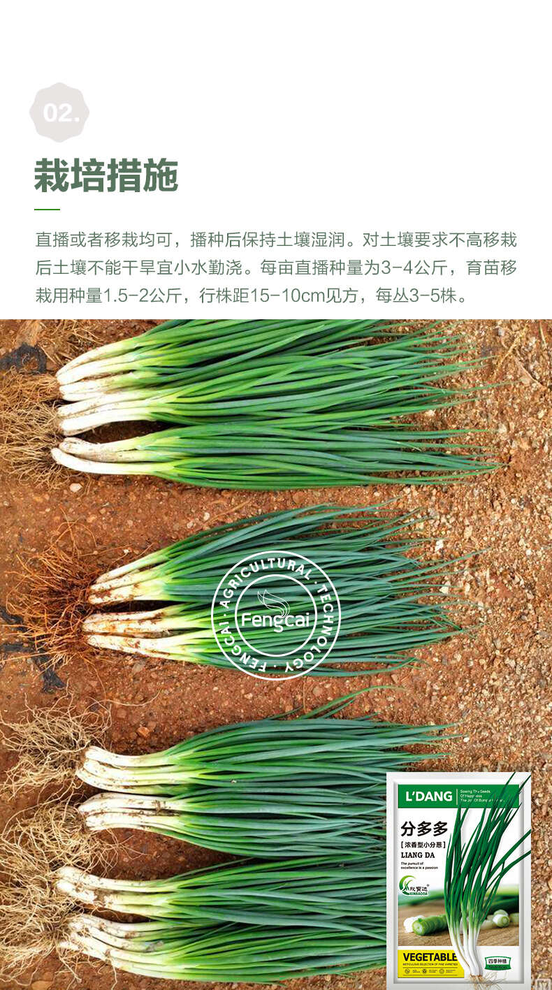 分多多分葱种子 浓香型小分葱 四季种植 容易栽培