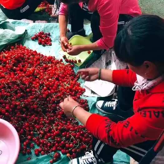 泰安大樱桃