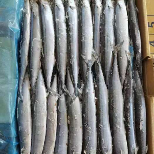 福州船东自捕远洋船队秋刀鱼无冰衣鲜鱼鲜活海鲜水产深海鱼日式烧烤