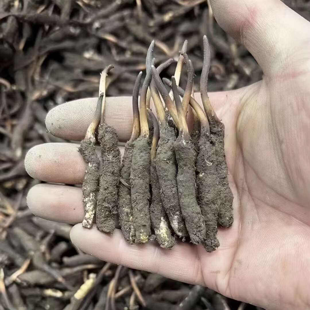 现挖带泥巴新鲜虫草正品天然 冬虫夏草鲜草季 干刷鲜虫草产地直