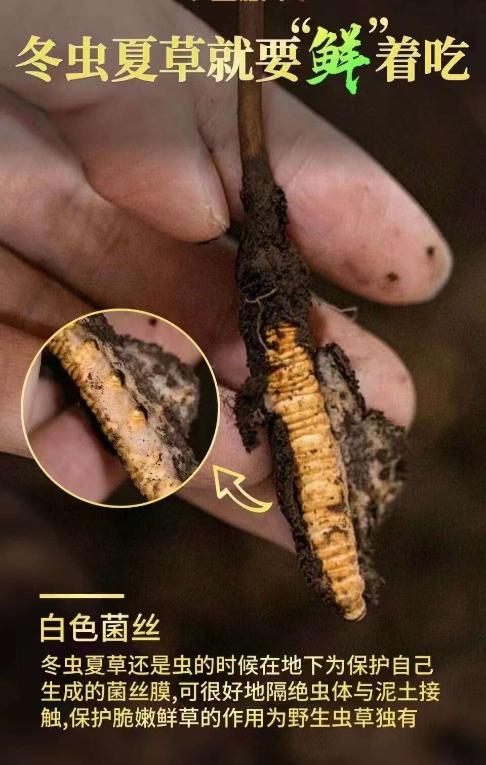 现挖带泥巴新鲜虫草正品天然 冬虫夏草鲜草季 干刷鲜虫草产地直