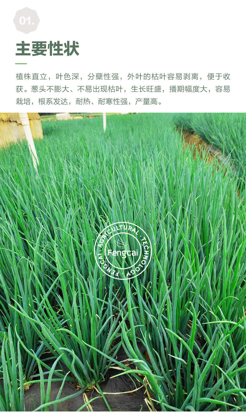分多多分葱种子 浓香型小分葱 四季种植 容易栽培