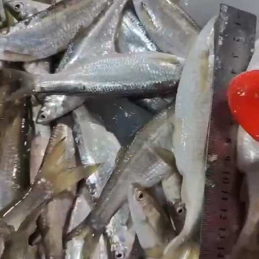 速冻白条鱼餐条鱼