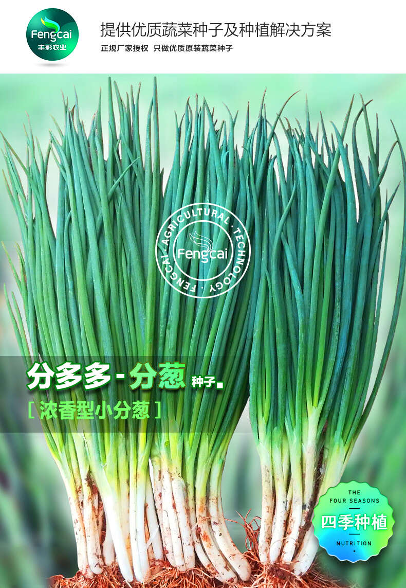 分多多分葱种子 浓香型小分葱 四季种植 容易栽培