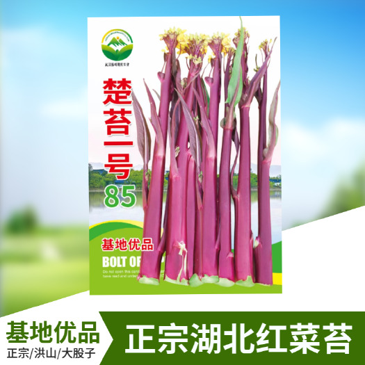 武汉楚苔一号武汉红菜苔种子粗大型带蜡粉口感甜脆红菜薹种籽