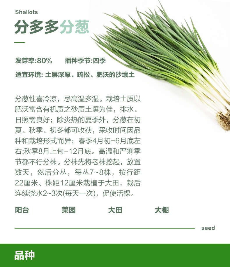 分多多分葱种子 浓香型小分葱 四季种植 容易栽培