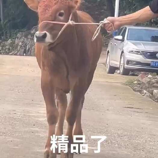 威宁县牛