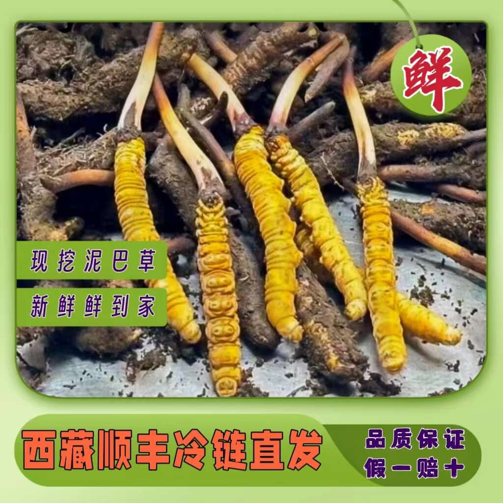 现挖带泥巴新鲜虫草正品天然 冬虫夏草鲜草季 干刷鲜虫草产地直