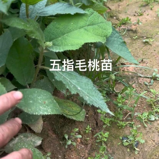 灵山县五指毛桃苗