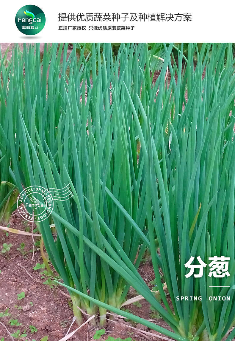 分多多分葱种子 浓香型小分葱 四季种植 容易栽培