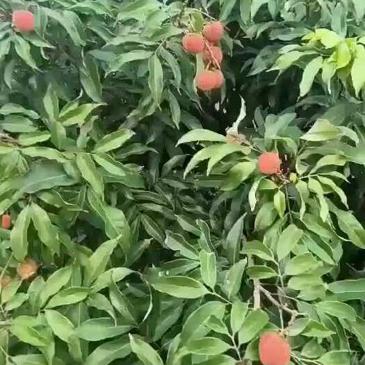 百色妃子笑
