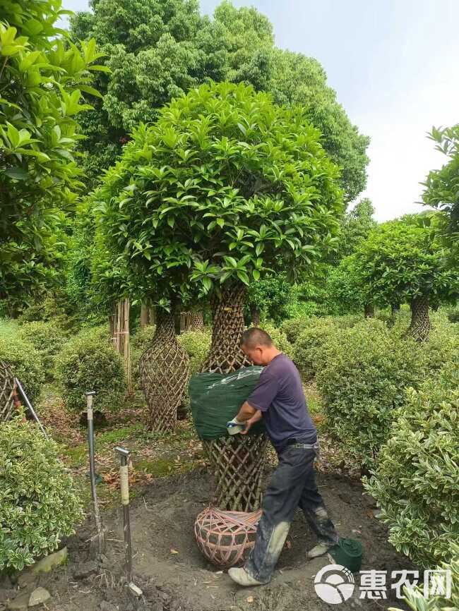 桂花基地直发观点园林直供桂花花瓶手工编织规格齐全