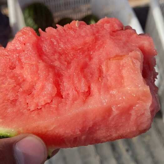 漯河全美2K小吊瓜  皮薄多汁 甘甜可口