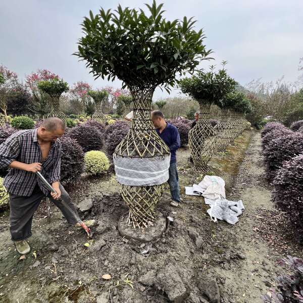 桂花基地直发观点园林直供桂花花瓶手工编织规格齐全