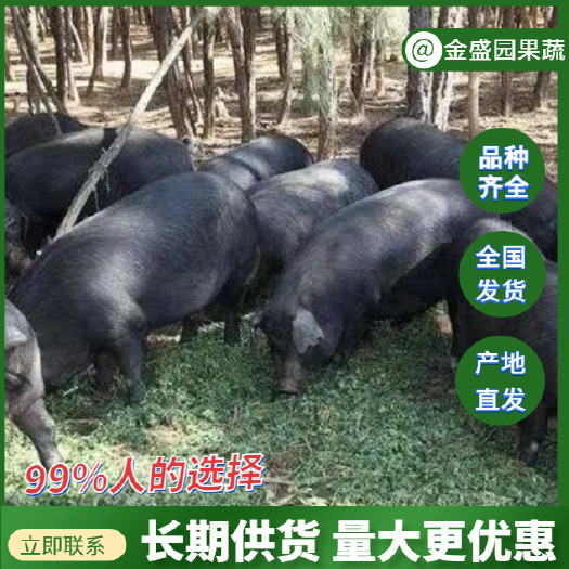 黑猪苗 精品黑金刚 沂蒙黑猪苗 莱芜黑猪苗 抗病力强代发全国