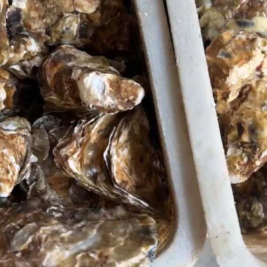 乳山市乳山自有海区，自有加工厂，乳山牡蛎