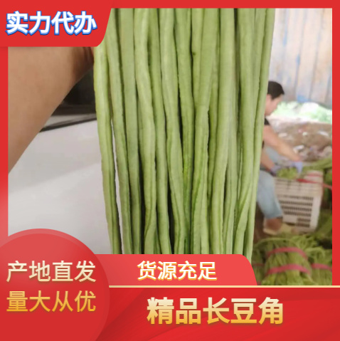 滑县长豆角新鲜蔬菜河南嫩豇豆绿长豆角量大从优对接市场商超批发