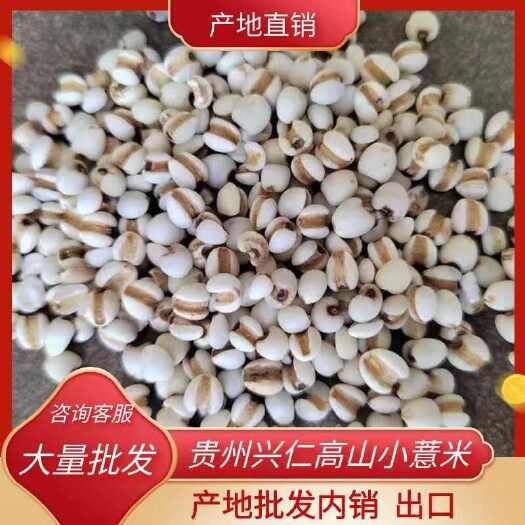 兴义市贵州兴仁高山白壳小薏米药用价值高产地批发内销、出口。