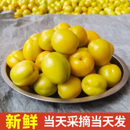 济南珍珠油杏新鲜水果产地直发山东小白杏