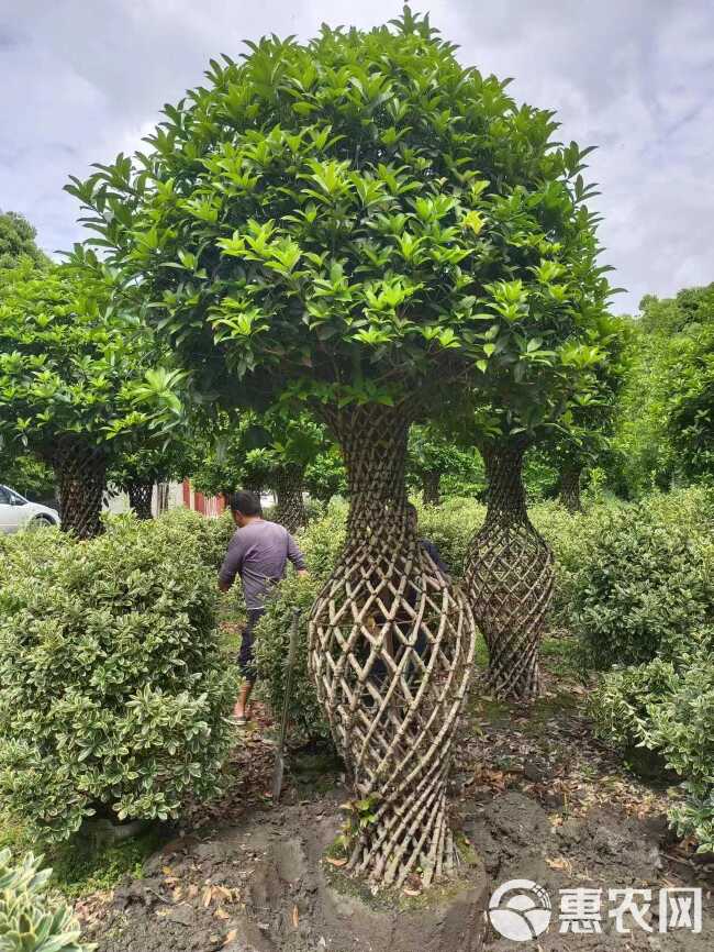 桂花基地直发观点园林直供桂花花瓶手工编织规格齐全