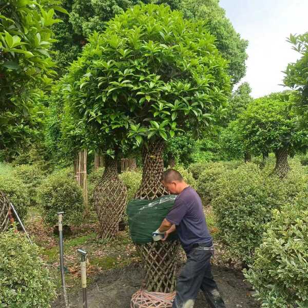 桂花基地直发观点园林直供桂花花瓶手工编织规格齐全