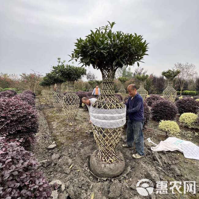 桂花基地直发观点园林直供桂花花瓶手工编织规格齐全