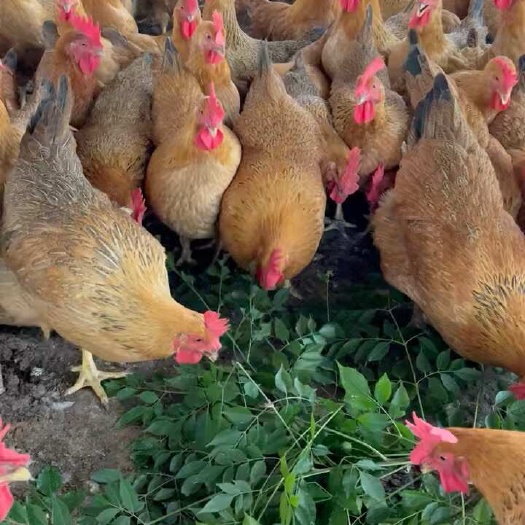 长沙灵山土鸡老水蛋多黄肉
