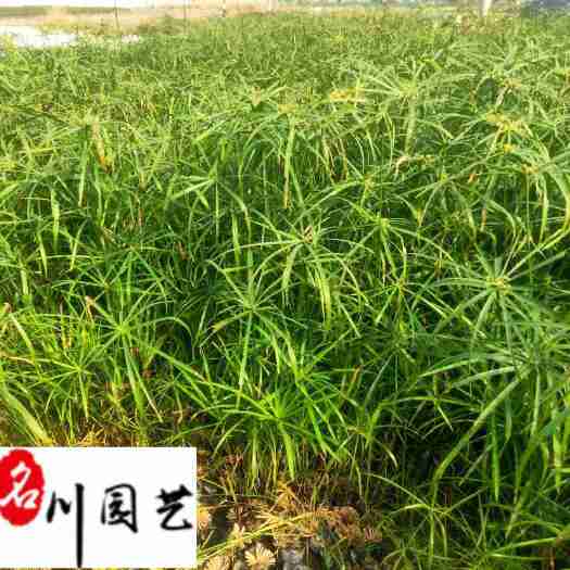 成都旱伞草30-100公分价格 旱伞草批发 成都水生植物批发
