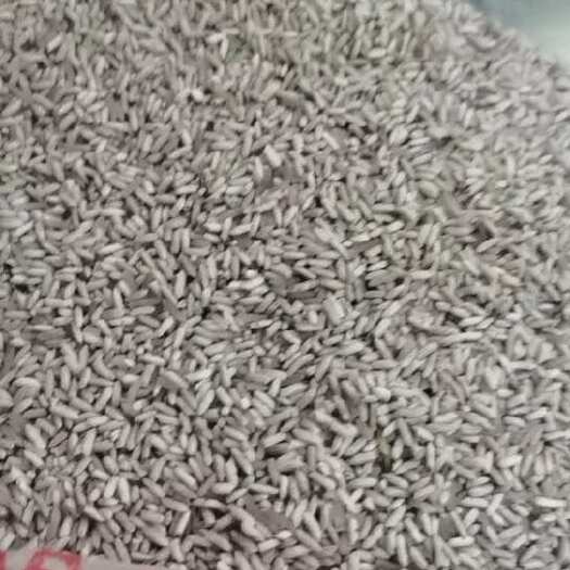 马山县桂丰黑糯168